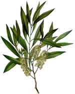 tea-tree-plant